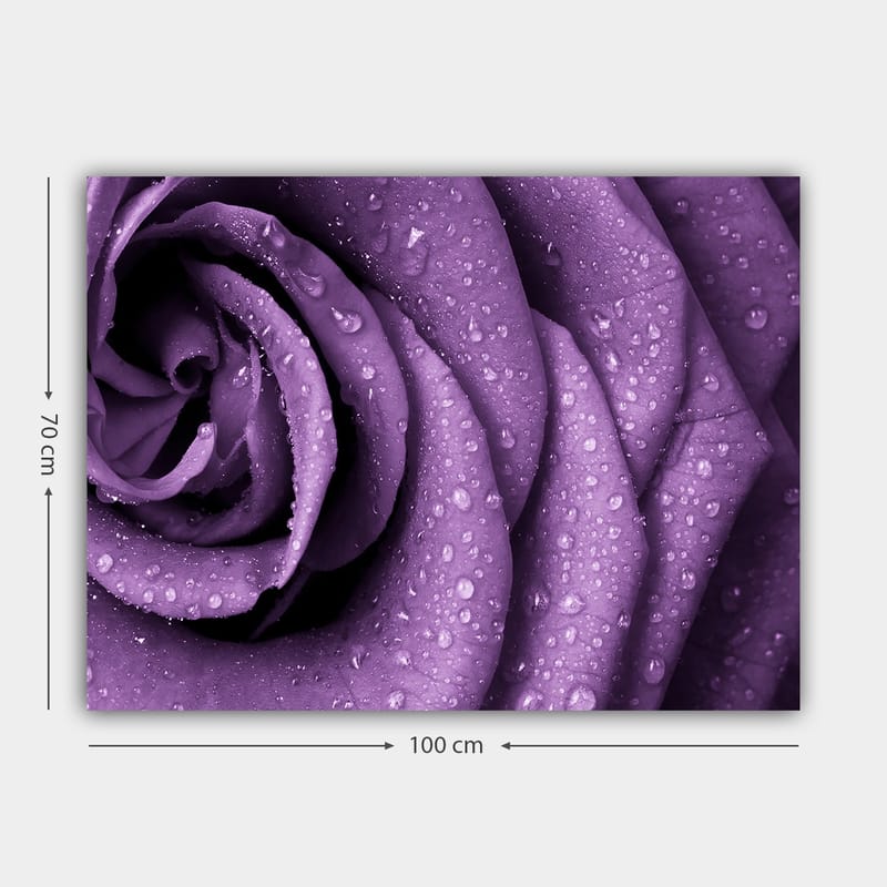 Canvas taulu 70x100 cm - Lähikuva violetista ruususta, jonka terälehdillä on vesipisaroita - Violetti / Tummanvioletti - Sisustustuotteet - Taulu & taide - Canvas-taulu