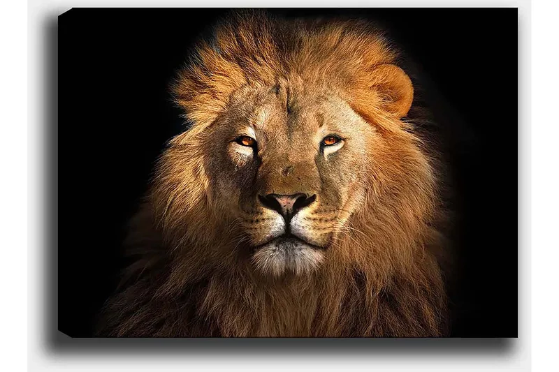 Canvas taulu 70x100 cm - Majesteettinen leijonanpää intensiivisellä katseella - Kulta / Ruskea / Musta - Sisustustuotteet - Taulu & taide - Canvas-taulu