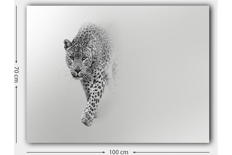Canvas taulu 70x100 cm - Majesteettinen leopardi eteenpäin tyylikkäässä ja minimalistisessa sommitelmassa - Musta / Harmaa - Sisustustuotteet - Taulu & taide - Canvas-taulu