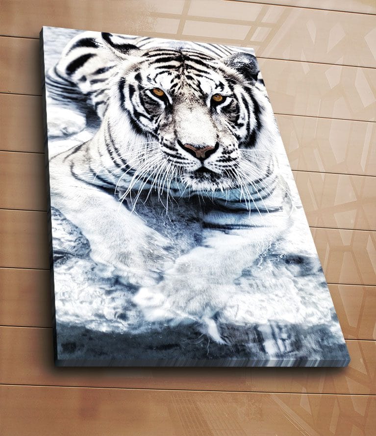 Canvas taulu 70x100 cm - Majesteettinen valkoinen tiikeri vedessä - Valkoinen / Musta / Harmaa - Sisustustuotteet - Taulu & taide - Canvas-taulu