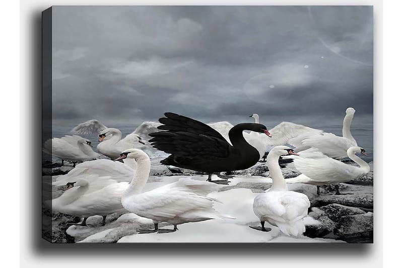 Canvas taulu 70x100 cm - Musta joutsen useiden valkoisten joutsenten ympäröimänä kivisellä rannalla - Valkoinen / Musta / Harmaa - Sisustustuotteet - Taulu & taide - Canvas-taulu