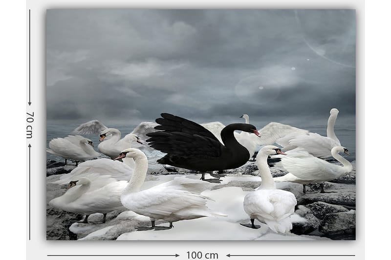 Canvas taulu 70x100 cm - Musta joutsen useiden valkoisten joutsenten ympäröimänä kivisellä rannalla - Valkoinen / Musta / Harmaa - Sisustustuotteet - Taulu & taide - Canvas-taulu
