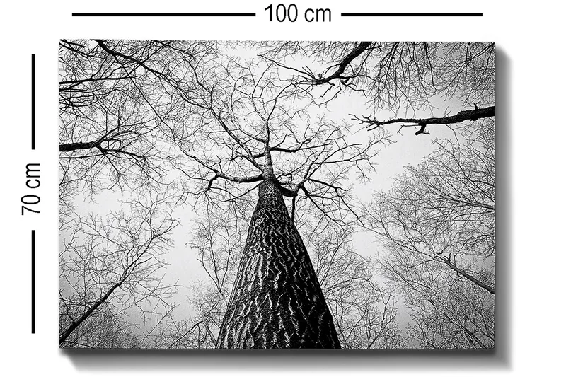 Canvas taulu 70x100 cm - Mustavalkoinen kuva puusta, joka kurottaa kohti kirkasta taivasta maasta katsottuna - Musta / Valkoinen / Harmaa - Sisustustuotteet - Taulu & taide - Canvas-taulu
