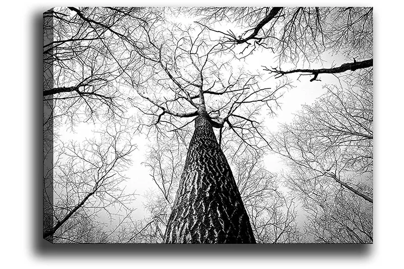 Canvas taulu 70x100 cm - Mustavalkoinen kuva puusta, joka kurottaa kohti kirkasta taivasta maasta katsottuna - Musta / Valkoinen / Harmaa - Sisustustuotteet - Taulu & taide - Canvas-taulu