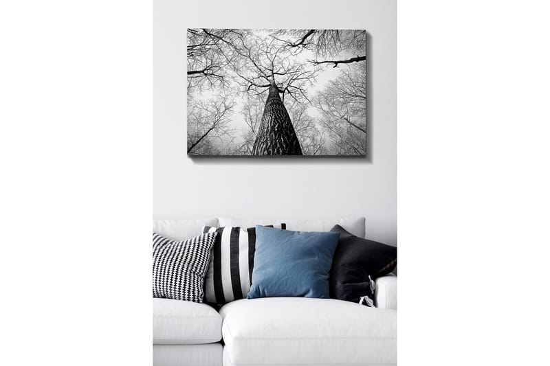 Canvas taulu 70x100 cm - Mustavalkoinen kuva puusta, joka kurottaa kohti kirkasta taivasta maasta katsottuna, Musta / Valkoinen / Harmaa