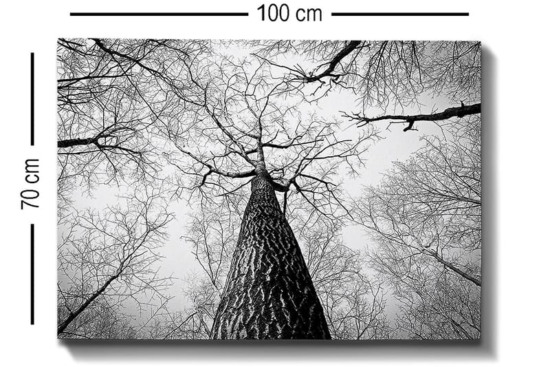 Canvas taulu 70x100 cm - Mustavalkoinen kuva puusta, joka kurottaa kohti kirkasta taivasta maasta katsottuna - Musta / Valkoinen / Harmaa - Sisustustuotteet - Taulu & taide - Canvas-taulu