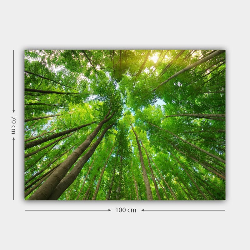 Canvas taulu 70x100 cm - Näkymä korkeista puista maasta katsottuna kohti kirkasta taivasta - Vihreä / Ruskea - Sisustustuotteet - Taulu & taide - Canvas-taulu
