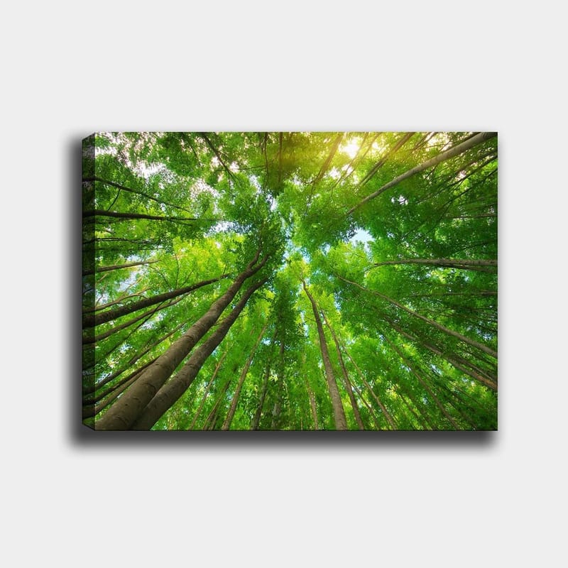 Canvas taulu 70x100 cm - Näkymä korkeista puista maasta katsottuna kohti kirkasta taivasta, Vihreä / Ruskea