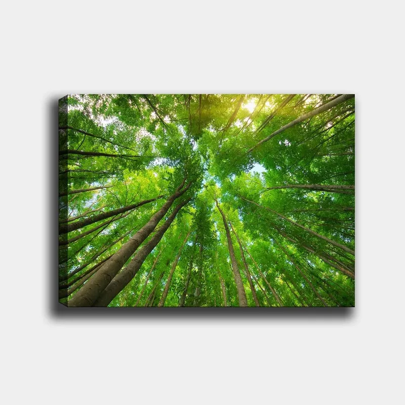 Canvas taulu 70x100 cm - Näkymä korkeista puista maasta katsottuna kohti kirkasta taivasta, Vihreä / Ruskea