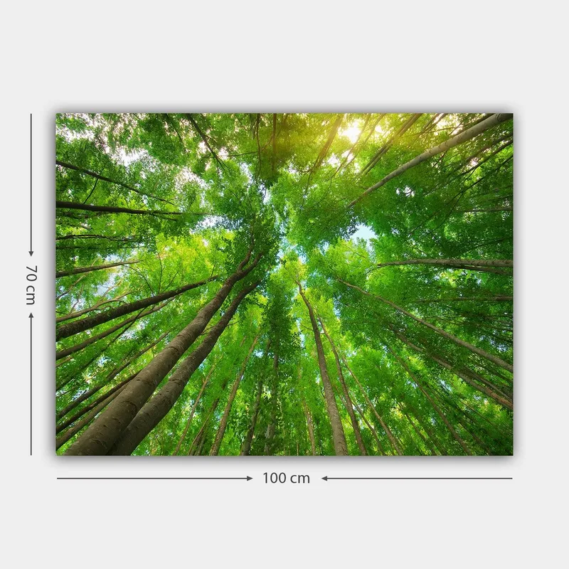 Canvas taulu 70x100 cm - Näkymä korkeista puista maasta katsottuna kohti kirkasta taivasta - Vihreä / Ruskea - Sisustustuotteet - Taulu & taide - Canvas-taulu