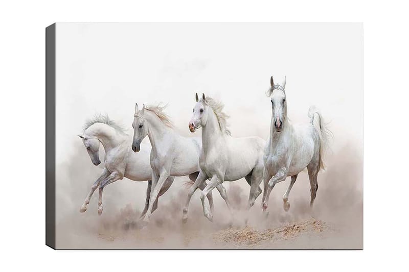 Canvas taulu 70x100 cm - Neljä valkoista hevosta laukkaa eteenpäin sumuisessa ympäristössä, Valkoinen / Vaaleanharmaa