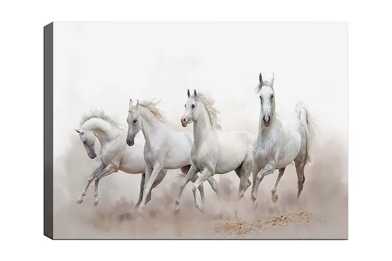 Canvas taulu 70x100 cm - Neljä valkoista hevosta laukkaa eteenpäin sumuisessa ympäristössä, Valkoinen / Vaaleanharmaa