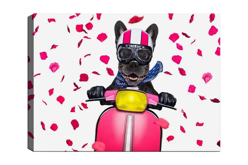 Canvas taulu 70x100 cm - Onnellinen ranskanbulldoggi ratsastaa vaaleanpunaisella skootterilla kukkien pudotessa ympäriinsä - Vaaleanpunainen / Musta / Keltainen - Sisustustuotteet - Taulu & taide - Canvas-taulu