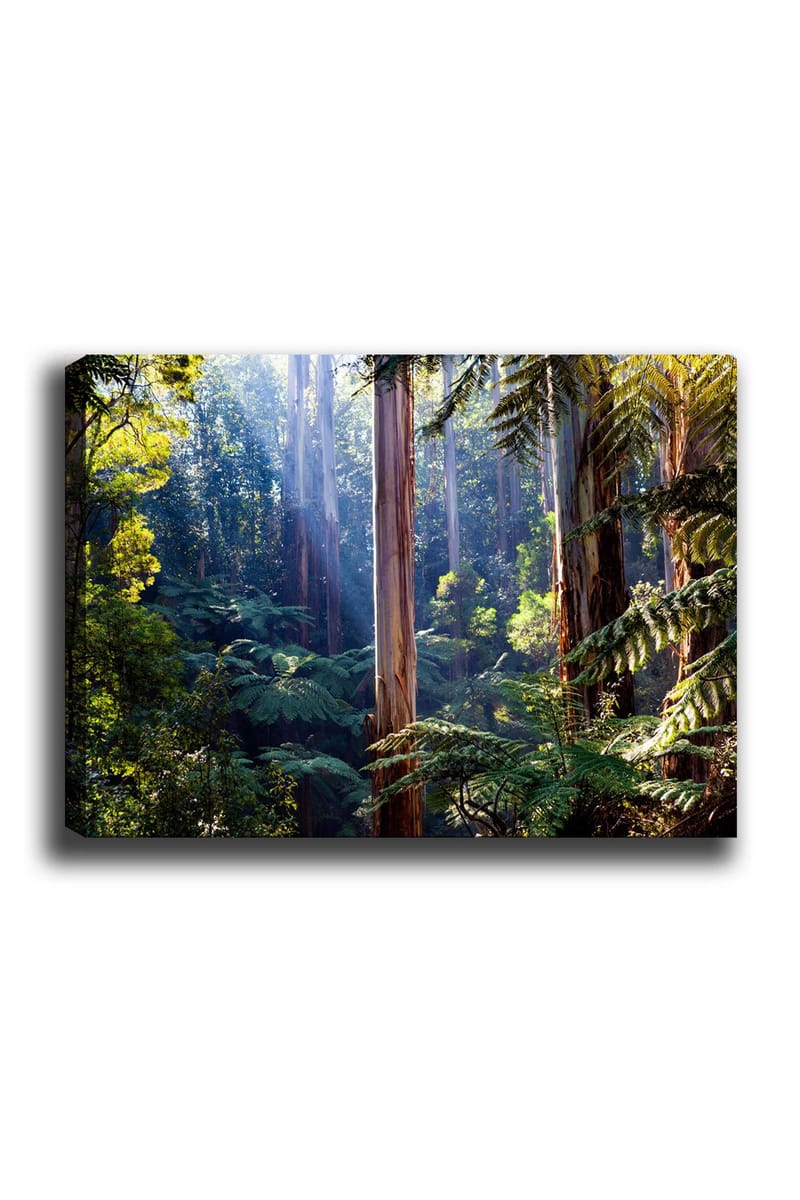 Canvas taulu 70x100 cm - Rehevä metsä korkeine puineen ja vihreine kasveineen, jotka luovat rauhallisen ja luonnollisen tunnelman, Vihreä / Ruskea / Vaaleansininen