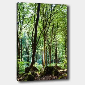 Canvas taulu 70x100 cm - Rehevä metsä korkeine puineen ja rehevän kasvillisuuksineen - Vihreä / Ruskea - Sisustustuotteet - Taulu & taide - Canvas-taulu