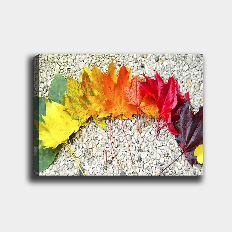Canvas taulu 70x100 cm - Rivi värikkäitä syksyn lehtiä eri sävyissä kuvaamassa luonnon kauneutta, Punainen / Oranssi / Keltainen