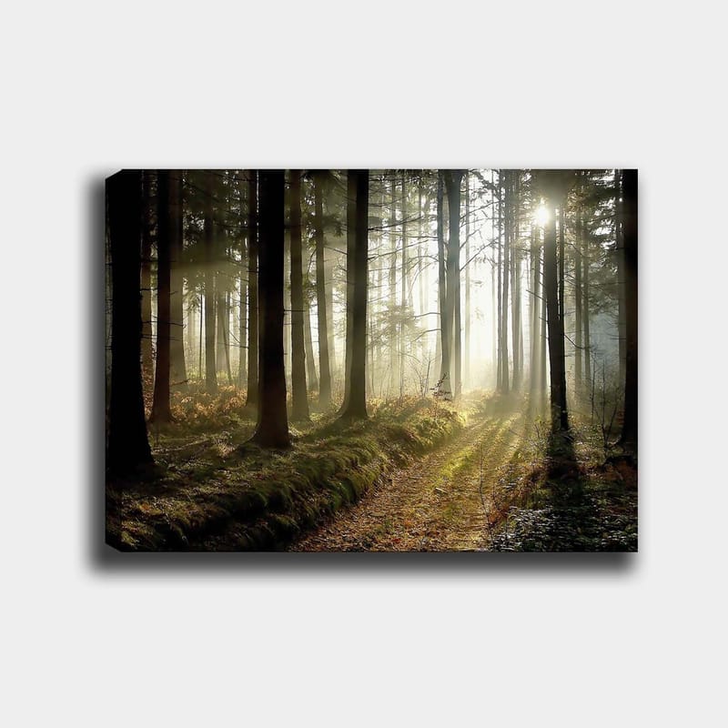 Canvas taulu 70x100 cm - Salaperäinen metsä auringonsäteiden murtautuessa puiden välistä, Tummanvihreä / Vaaleanvihreä / Ruskea