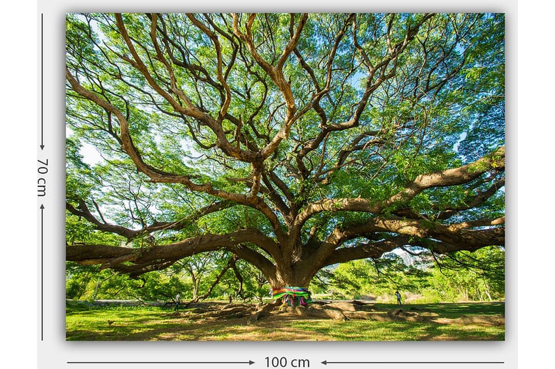 Canvas taulu 70x100 cm - Suuri ja majesteettinen puu leviävine oksineen ja rehevine vihreyksineen - Vihreä / Ruskea - Sisustustuotteet - Taulu & taide - Canvas-taulu