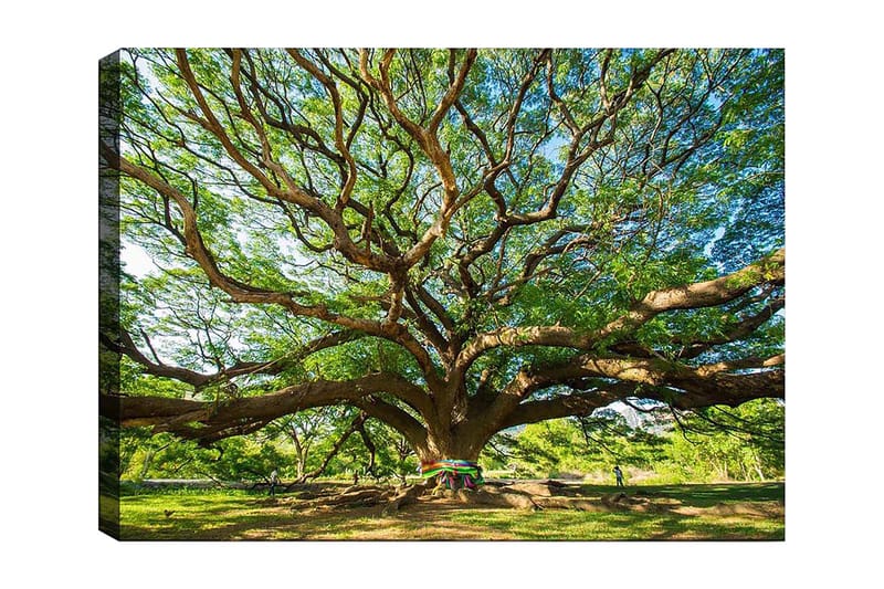 Canvas taulu 70x100 cm - Suuri ja majesteettinen puu leviävine oksineen ja rehevine vihreyksineen, Vihreä / Ruskea