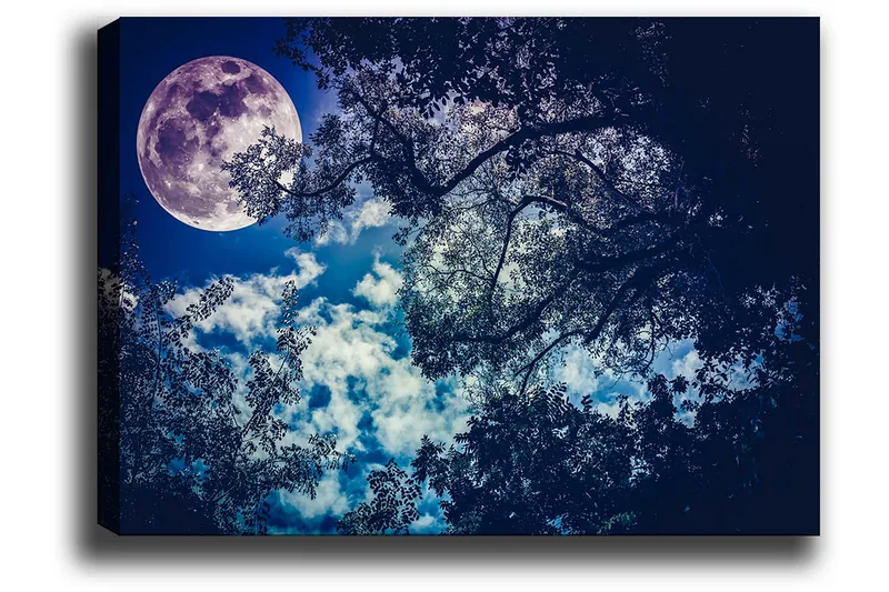 Canvas taulu 70x100 cm - Tähtikirkas yö, jossa suuri kuu paistaa puiden oksien välistä - Tummansininen / Vaaleansininen / Violetti - Sisustustuotteet - Taulu & taide - Canvas-taulu