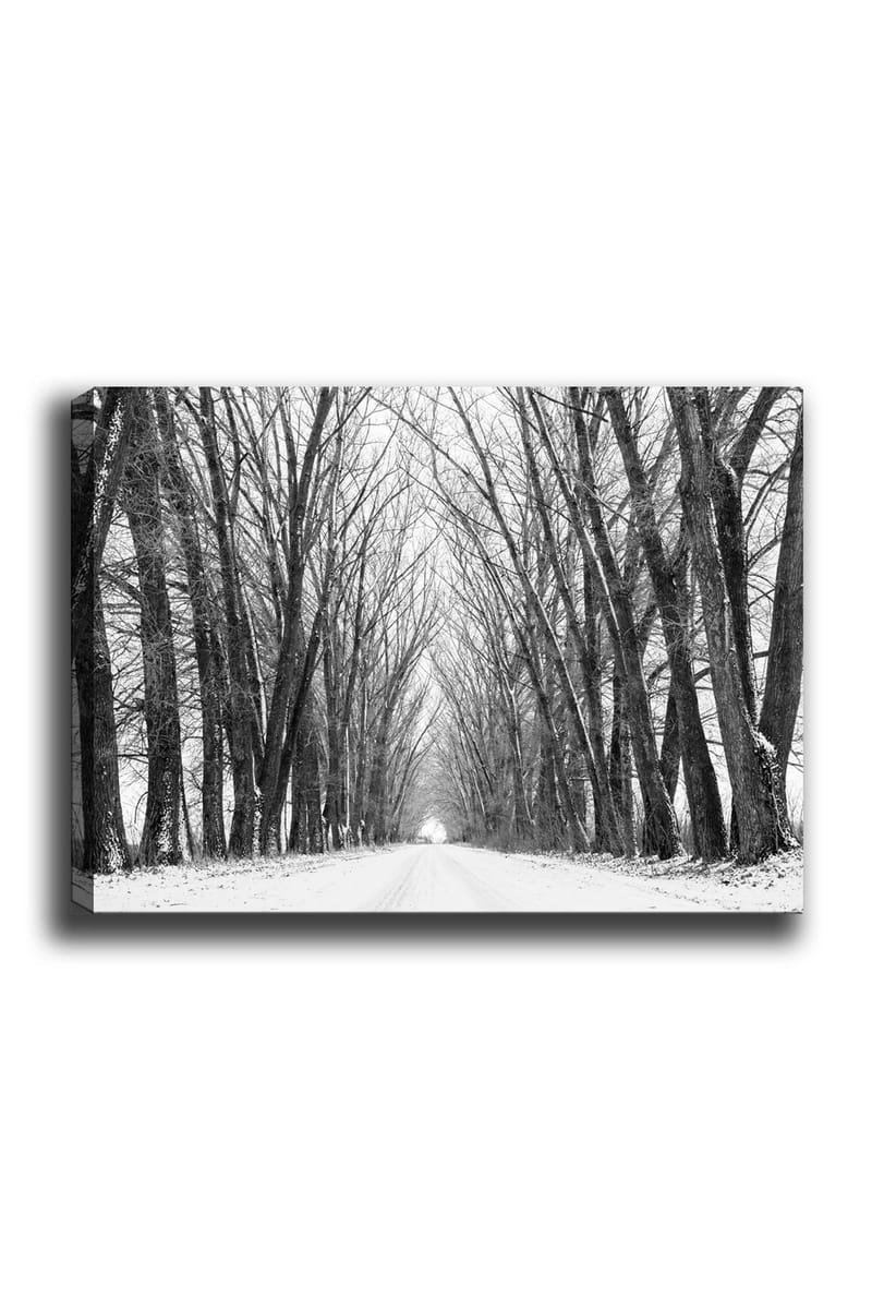 Canvas taulu 70x100 cm - Talvitie, jota ympäröivät paljaat puut luovat tunnelmallisen ja rauhallisen tunnelman, Musta / Valkoinen / Harmaa