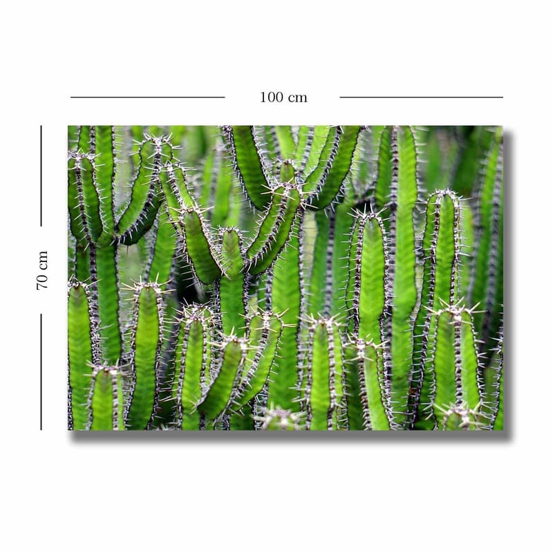 Canvas taulu 70x100 cm - Tiheä kaktuskokoelma pitkine, kapeine varsineen ja piikkeineen - Vihreä / Vaaleanvihreä - Sisustustuotteet - Taulu & taide - Canvas-taulu