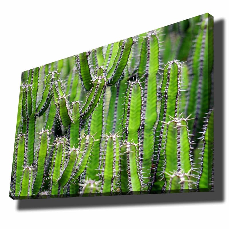 Canvas taulu 70x100 cm - Tiheä kaktuskokoelma pitkine, kapeine varsineen ja piikkeineen, Vihreä / Vaaleanvihreä