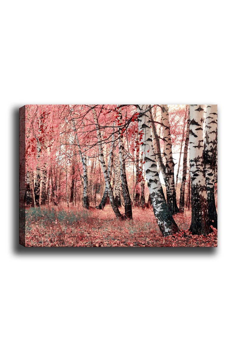 Canvas taulu 70x100 cm - Unelmametsä koivujen ympäröimänä vaaleanpunaisten ja punaisten lehtien ympäröimänä, Vaaleanpunainen / Valkoinen / Musta