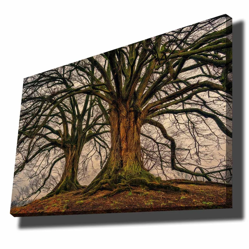 Canvas taulu 70x100 cm - Upeat puut vahvoine oksineen ja yksityiskohtaisine kaarnoilla, Tummanruskea / Vihreä / Beige