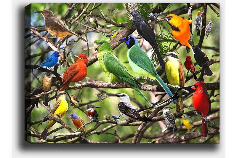 Canvas taulu 70x100 cm - Useita värikkäitä lintuja istumassa oksilla vilkkaassa luonnonympäristössä - Vihreä / Punainen / Sininen - Sisustustuotteet - Taulu & taide - Canvas-taulu