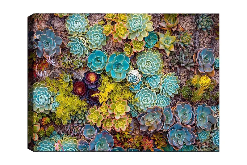 Canvas taulu 70x100 cm - Värikäs kokoelma erilaisia mehikasveja eri muodoissa ja sävyissä, Turkoosi / Vihreä / Keltainen