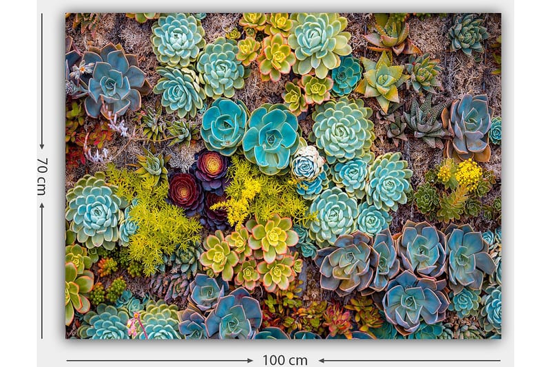 Canvas taulu 70x100 cm - Värikäs kokoelma erilaisia mehikasveja eri muodoissa ja sävyissä - Turkoosi / Vihreä / Keltainen - Sisustustuotteet - Taulu & taide - Canvas-taulu