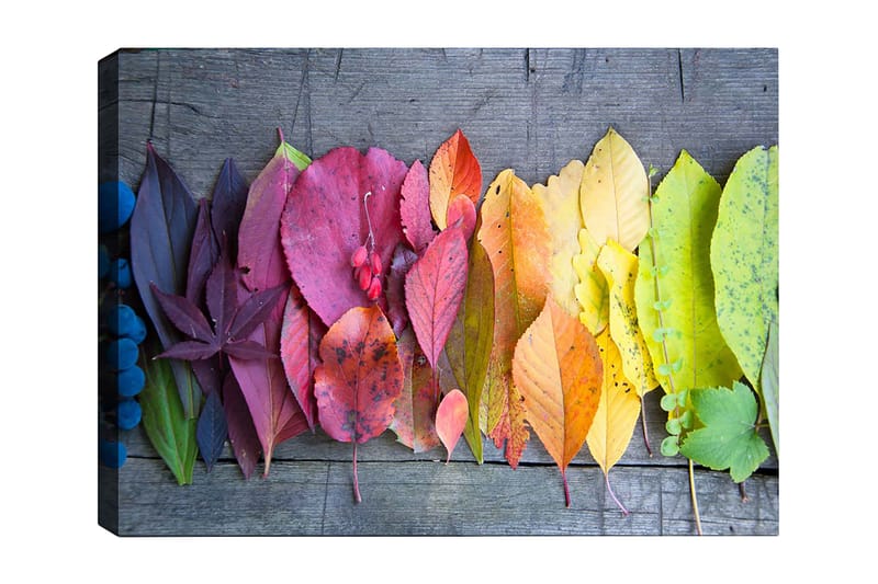 Canvas taulu 70x100 cm - Värikäs kokoelma syksyn lehtiä eri sävyissä, jotka kuvaavat luonnon kauneutta, Punainen / Keltainen / Vihreä