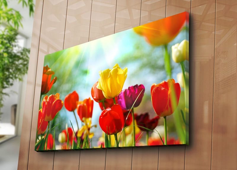 Canvas taulu 70x100 cm - Värikäs kokoelma tulppaaneja eri sävyissä kukkimassa valossa - Punainen / Keltainen / Violetti - Sisustustuotteet - Taulu & taide - Canvas-taulu