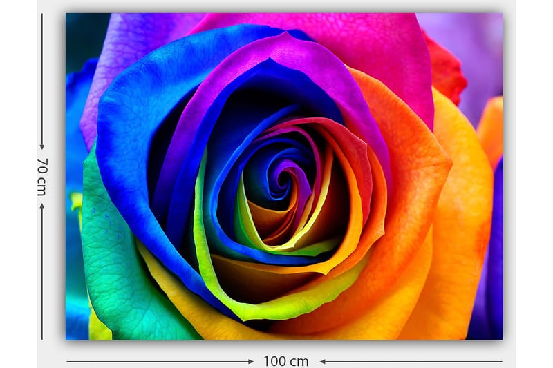 Canvas taulu 70x100 cm - Värikäs ruusu sateenkaaren väreissä - Sininen / Violetti / Oranssi - Sisustustuotteet - Taulu & taide - Canvas-taulu