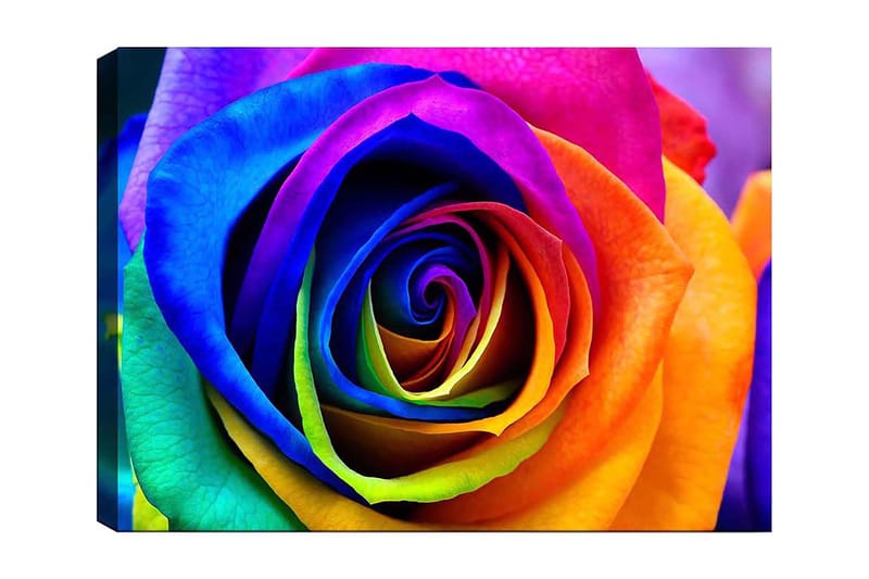 Canvas taulu 70x100 cm - Värikäs ruusu sateenkaaren väreissä, Sininen / Violetti / Oranssi