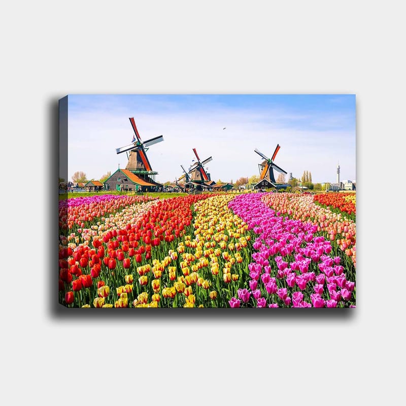 Canvas taulu 70x100 cm - Värikäs tulppaanipelto tuulimyllyn taustalla, Punainen / Keltainen / Vaaleanpunainen