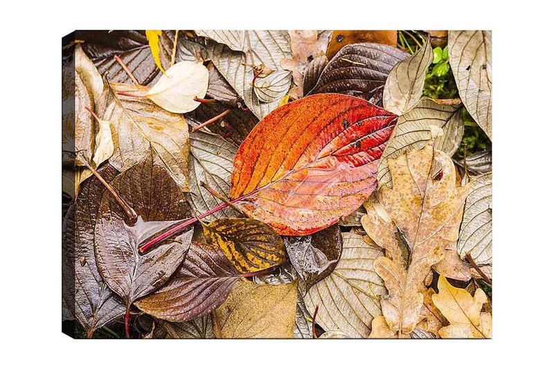 Canvas taulu 70x100 cm - Värikkäät syksyn lehdet kostealla alustalla, Punainen / Ruskea / Keltainen
