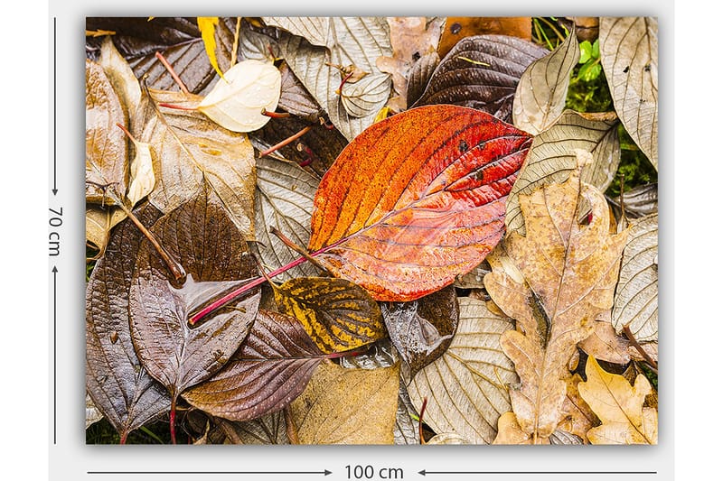 Canvas taulu 70x100 cm - Värikkäät syksyn lehdet kostealla alustalla - Punainen / Ruskea / Keltainen - Sisustustuotteet - Taulu & taide - Canvas-taulu
