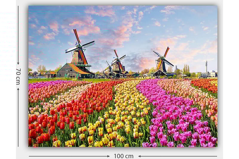Canvas taulu 70x100 cm - Värikkäät tulppaanipellot ja tuulimyllyt taustalla - Punainen / Vaaleanpunainen / Keltainen - Sisustustuotteet - Taulu & taide - Canvas-taulu