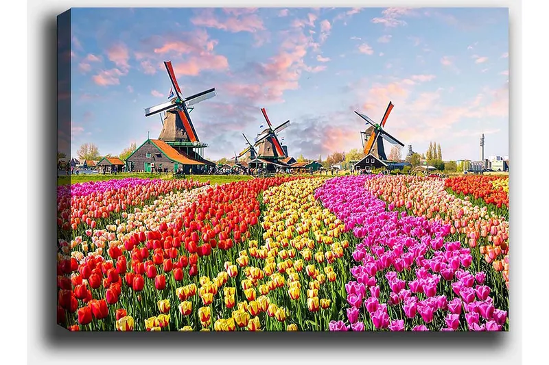 Canvas taulu 70x100 cm - Värikkäät tulppaanipellot ja tuulimyllyt taustalla - Punainen / Vaaleanpunainen / Keltainen - Sisustustuotteet - Taulu & taide - Canvas-taulu
