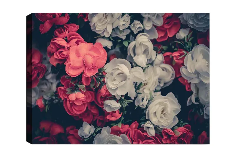 Canvas taulu 70x100 cm - Värikkäitä kukkia punaisen ja valkoisen sävyissä, Punainen / Valkoinen