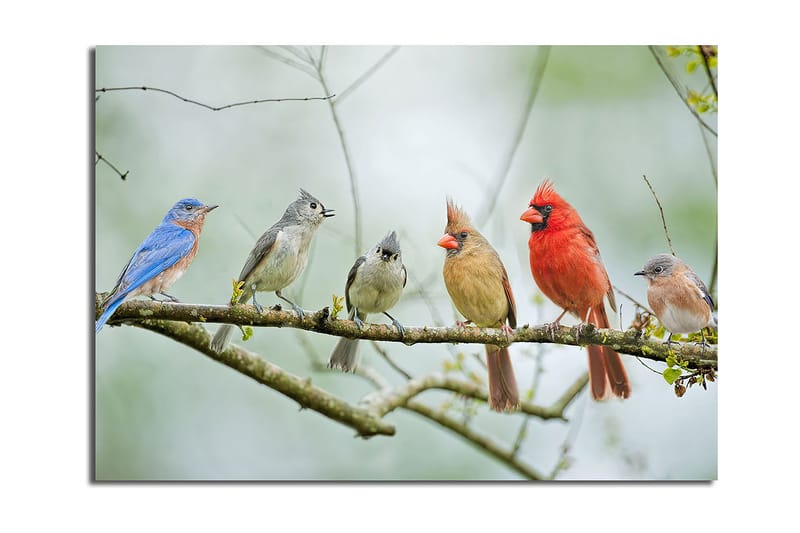 Canvas taulu 70x100 cm - Värikkäitä lintuja oksalla, Sininen / Punainen / Harmaa