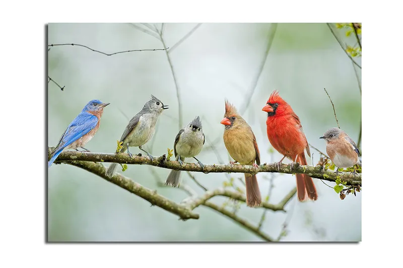 Canvas taulu 70x100 cm - Värikkäitä lintuja oksalla, Sininen / Punainen / Harmaa