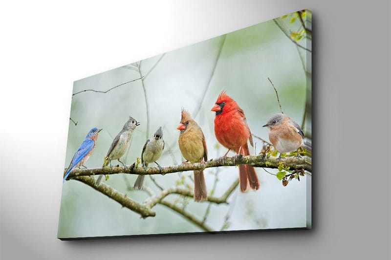 Canvas taulu 70x100 cm - Värikkäitä lintuja oksalla - Sininen / Punainen / Harmaa - Sisustustuotteet - Taulu & taide - Canvas-taulu
