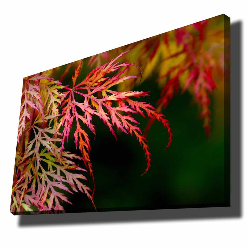 Canvas taulu 70x100 cm - Värikkäitä vaahteranlehtiä eri punaisen ja vaaleanpunaisen sävyissä, Punainen / Vaaleanpunainen / Vihreä