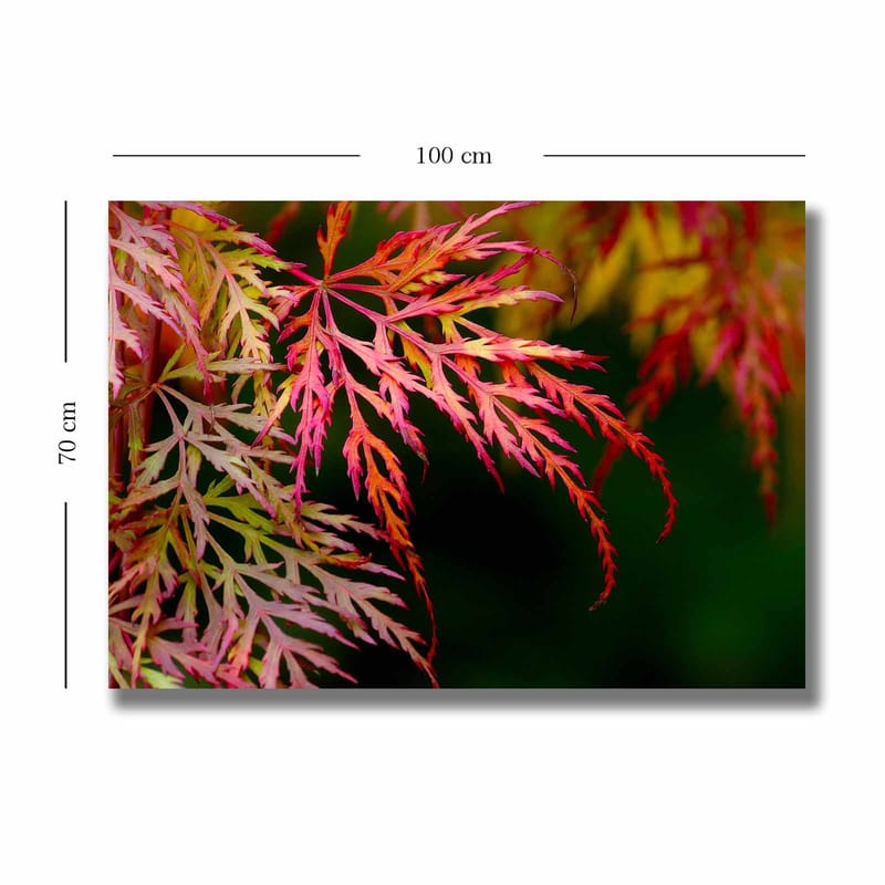 Canvas taulu 70x100 cm - Värikkäitä vaahteranlehtiä eri punaisen ja vaaleanpunaisen sävyissä - Punainen / Vaaleanpunainen / Vihreä - Sisustustuotteet - Taulu & taide - Canvas-taulu