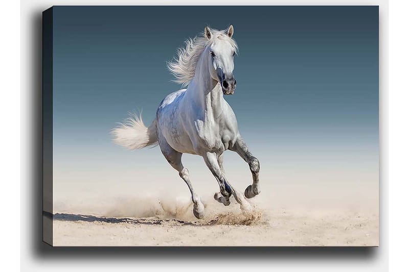 Canvas taulu 70x100 cm - Valkoinen hevonen laukkaa hiekkaisessa ympäristössä - Valkoinen / Beige / Vaaleansininen - Sisustustuotteet - Taulu & taide - Canvas-taulu