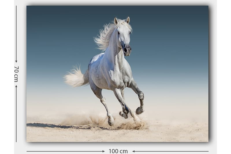 Canvas taulu 70x100 cm - Valkoinen hevonen laukkaa hiekkaisessa ympäristössä - Valkoinen / Beige / Vaaleansininen - Sisustustuotteet - Taulu & taide - Canvas-taulu