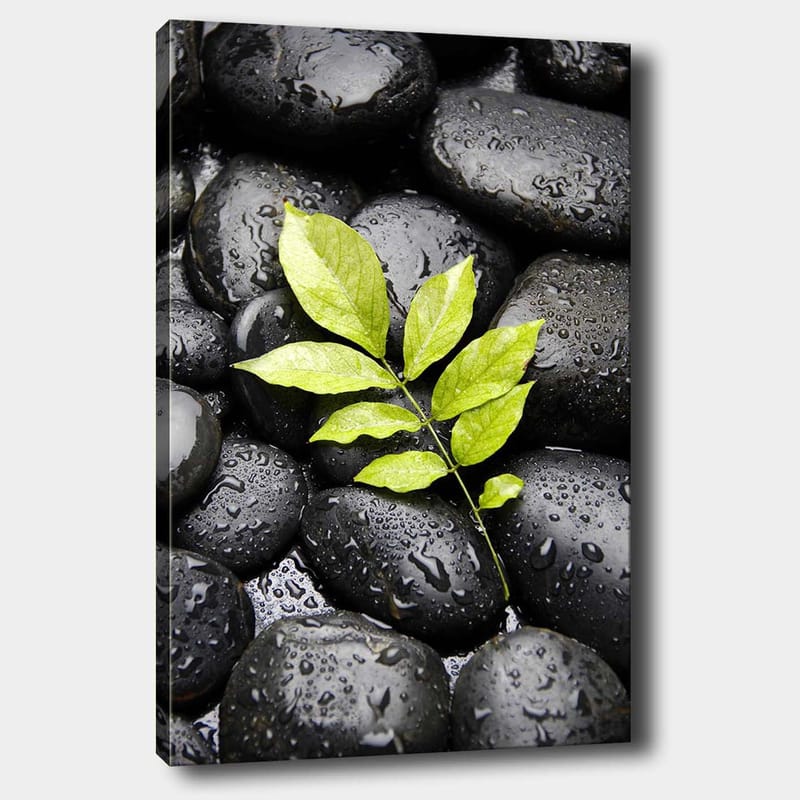 Canvas taulu 70x100 cm - Vihreä oksa kasvaa mustien kivien kokoelmasta, Musta / Vihreä